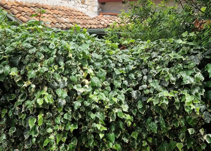 Casa Tommaso * Rovinj